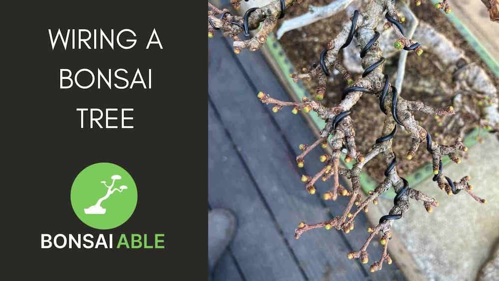 Wiring A Bonsai Tree