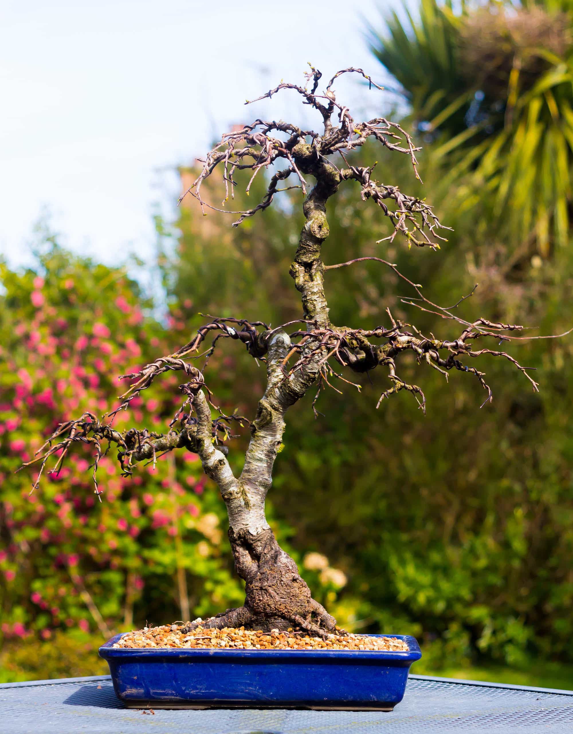 Birch Bonsai Tree Care - 2023 Update