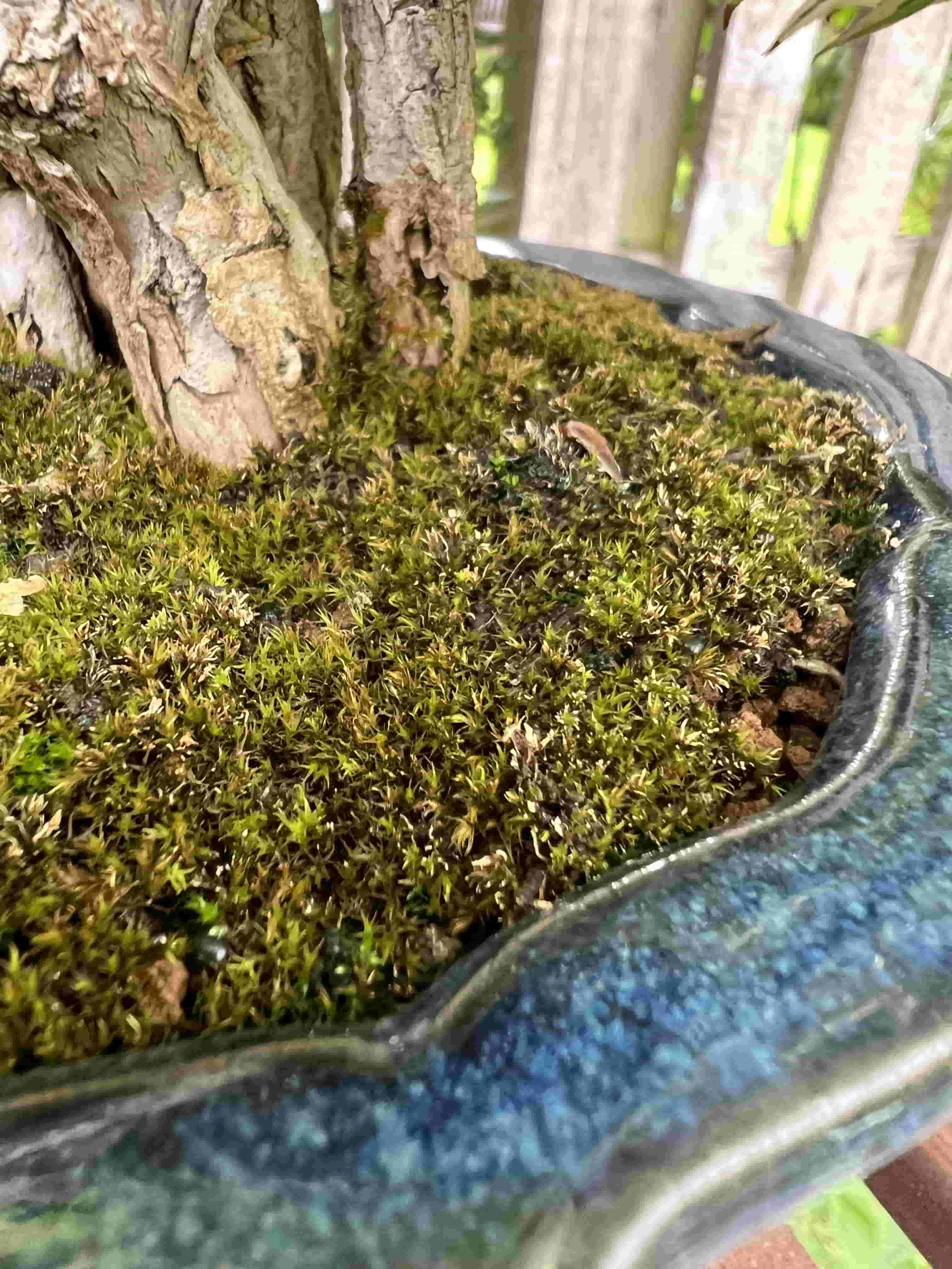 How to Take Care of Moss