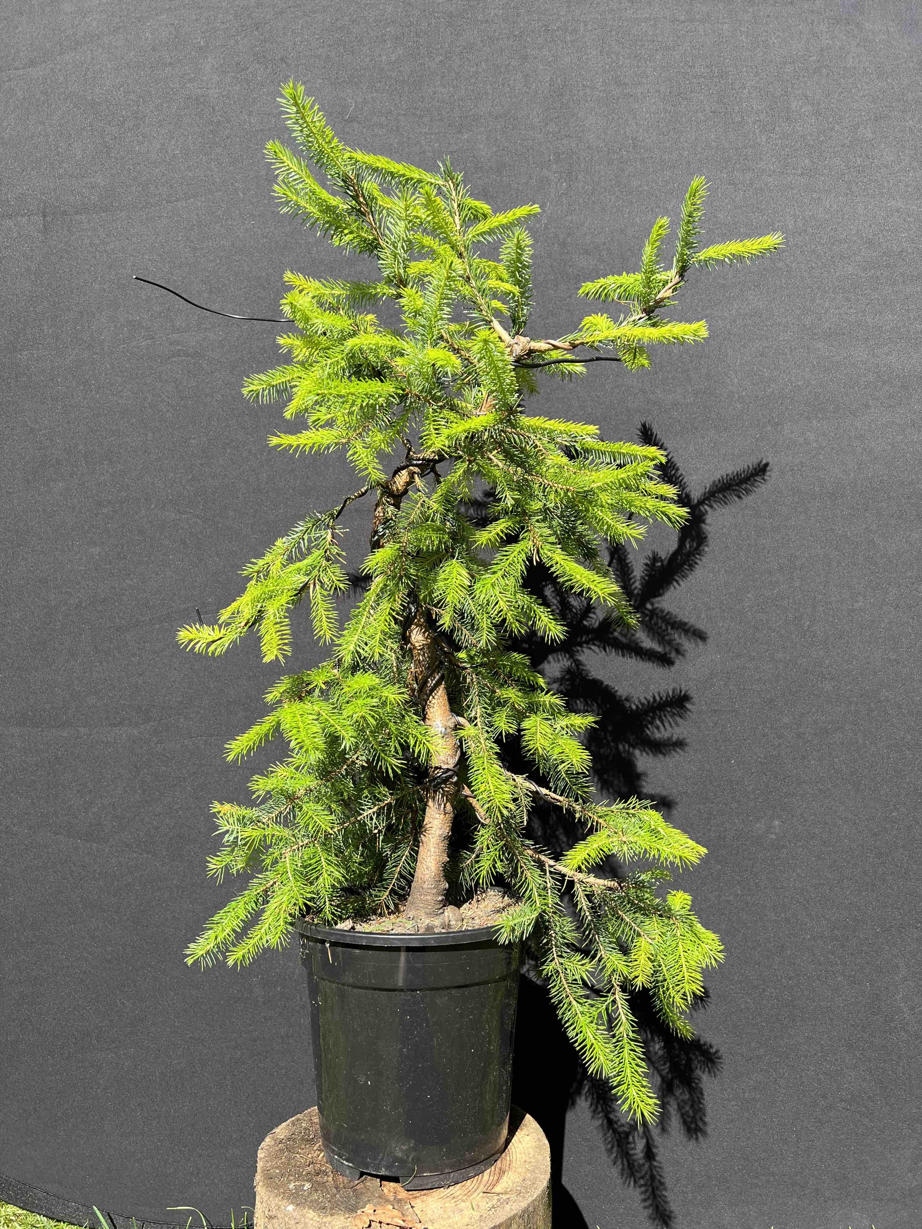 Blue Star Juniper Bonsai Care (Juniperus squamata)