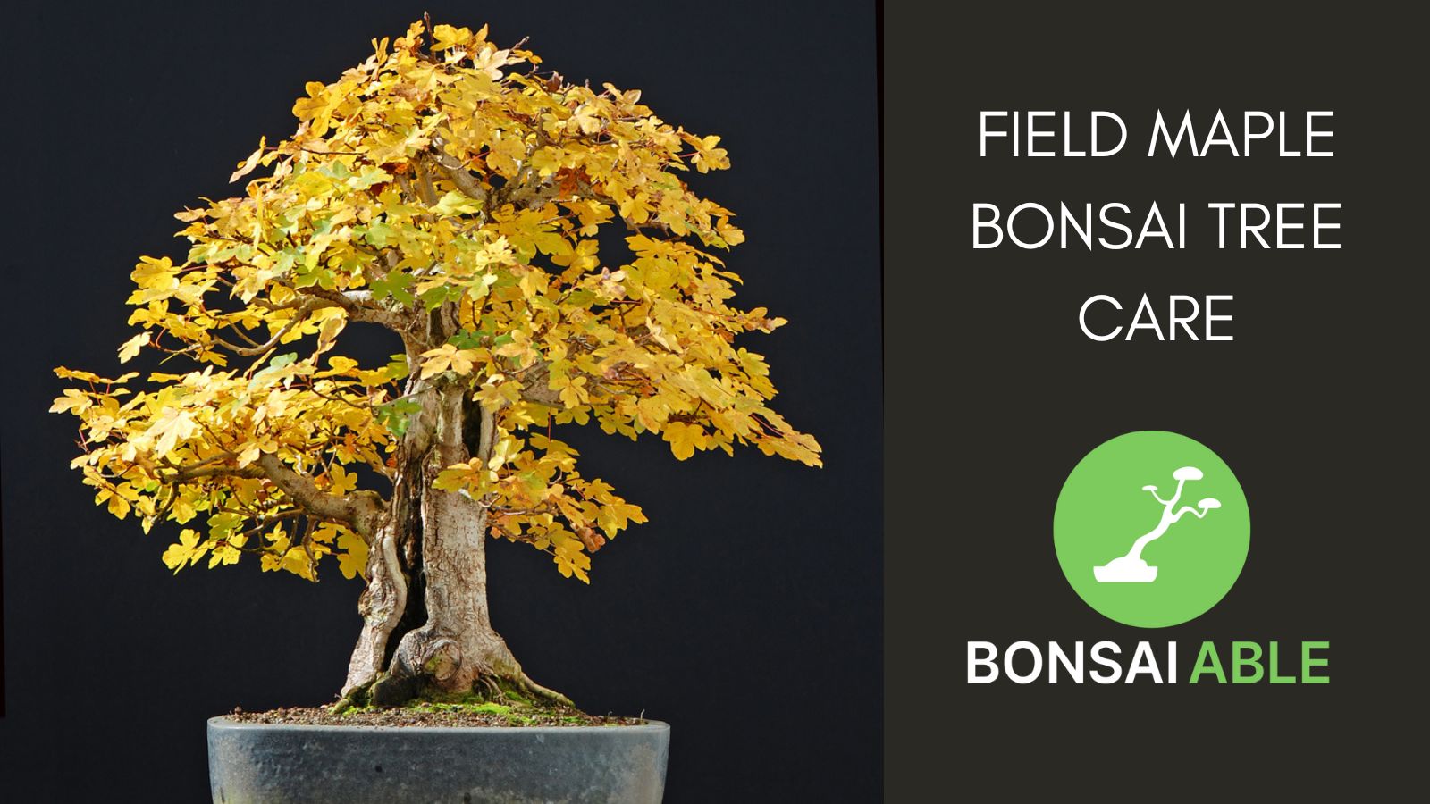 Field Maple Bonsai Tree Care (Acer Campestre)