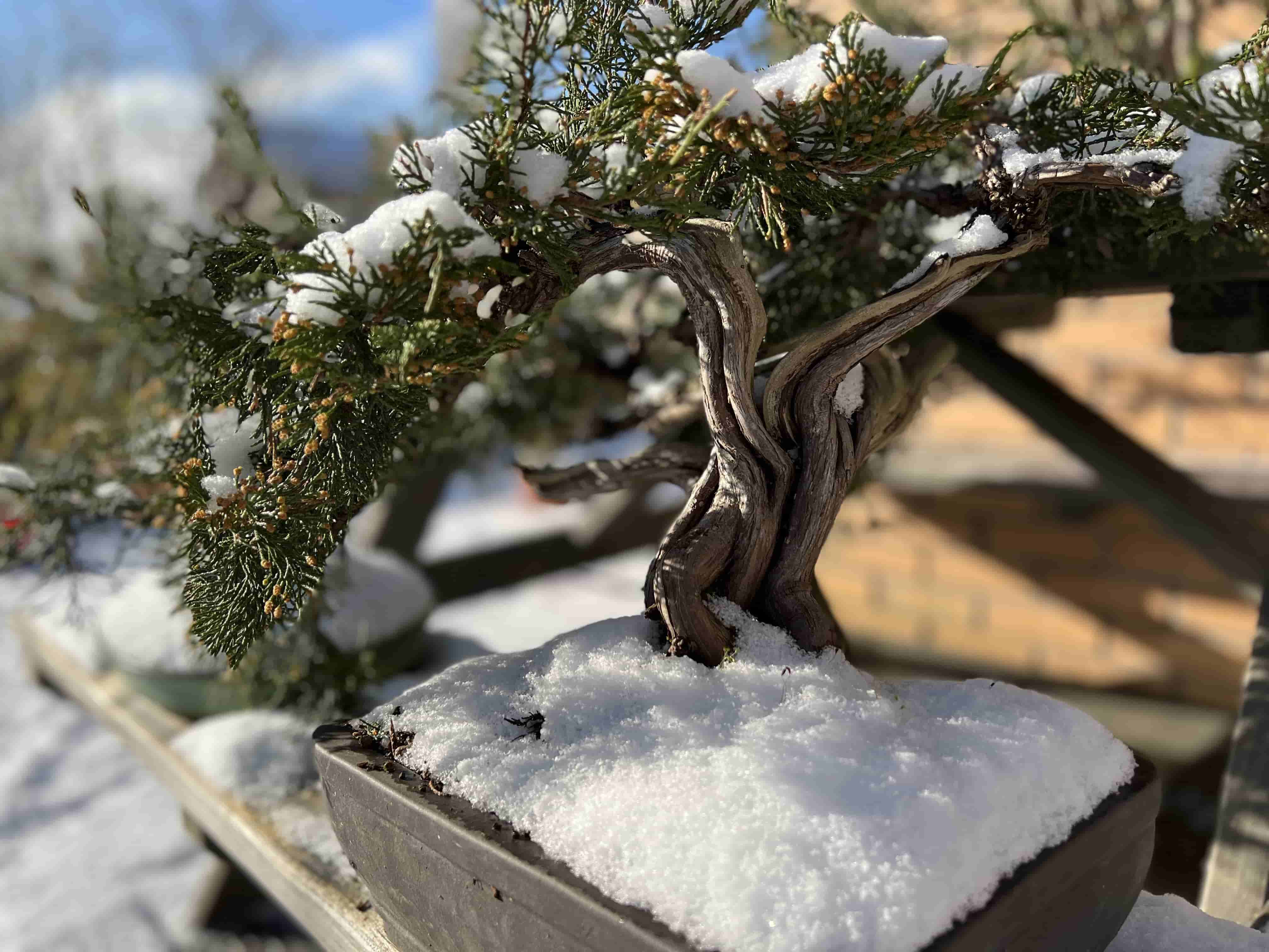 chamaecyparis obtusa chirimen bonsai Thoweil Hinoki Cypress main image 1