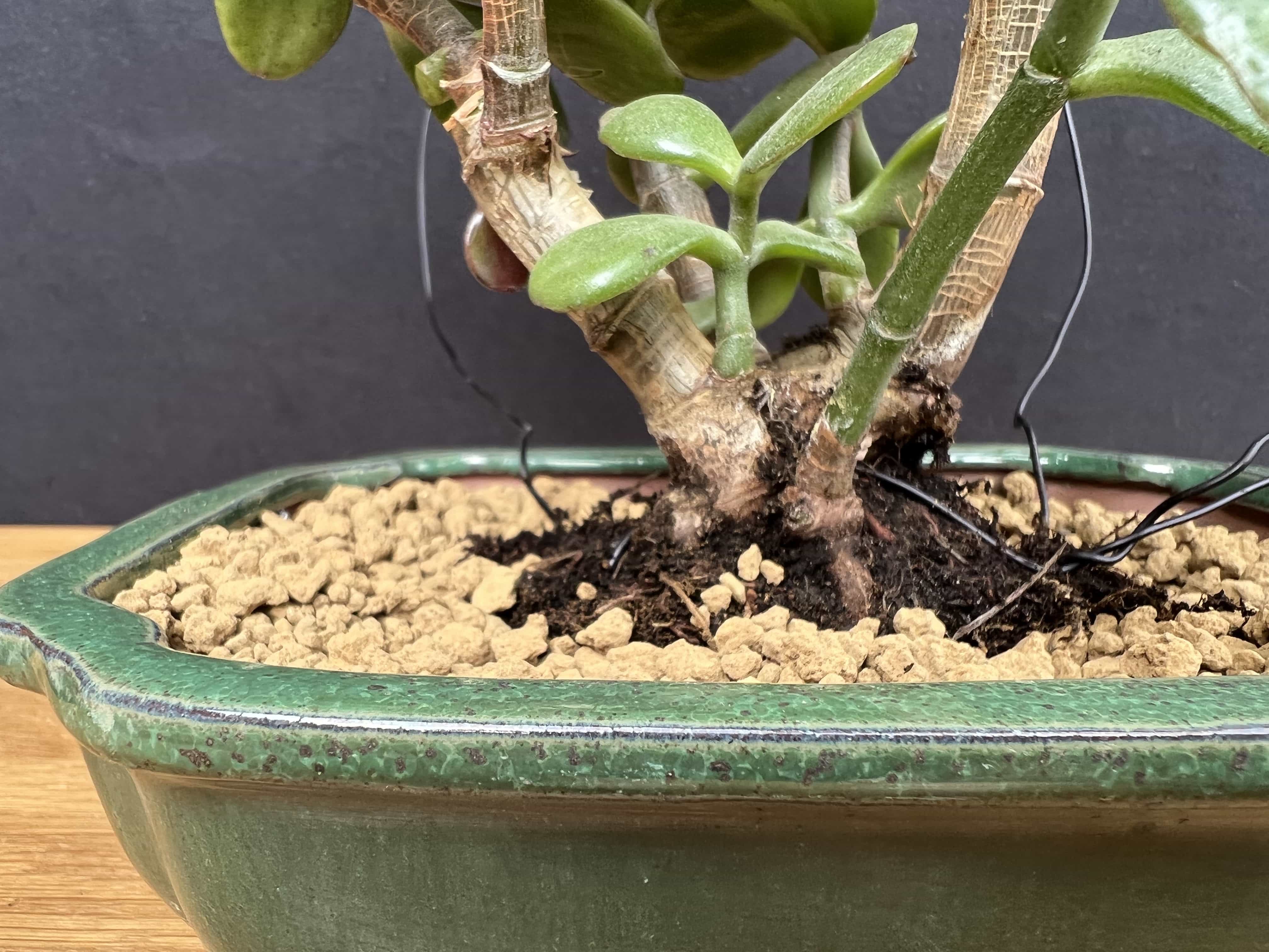 How To Make A Jade Bonsai Tree