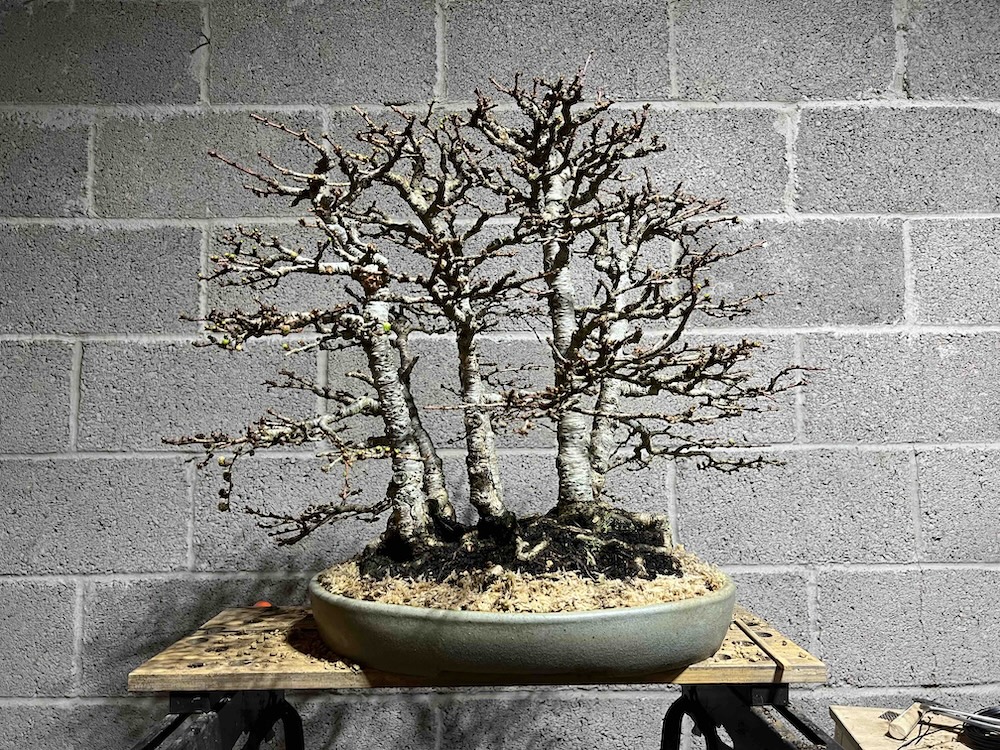 Larch Bonsai Tree Care Guide - Everything In One Place