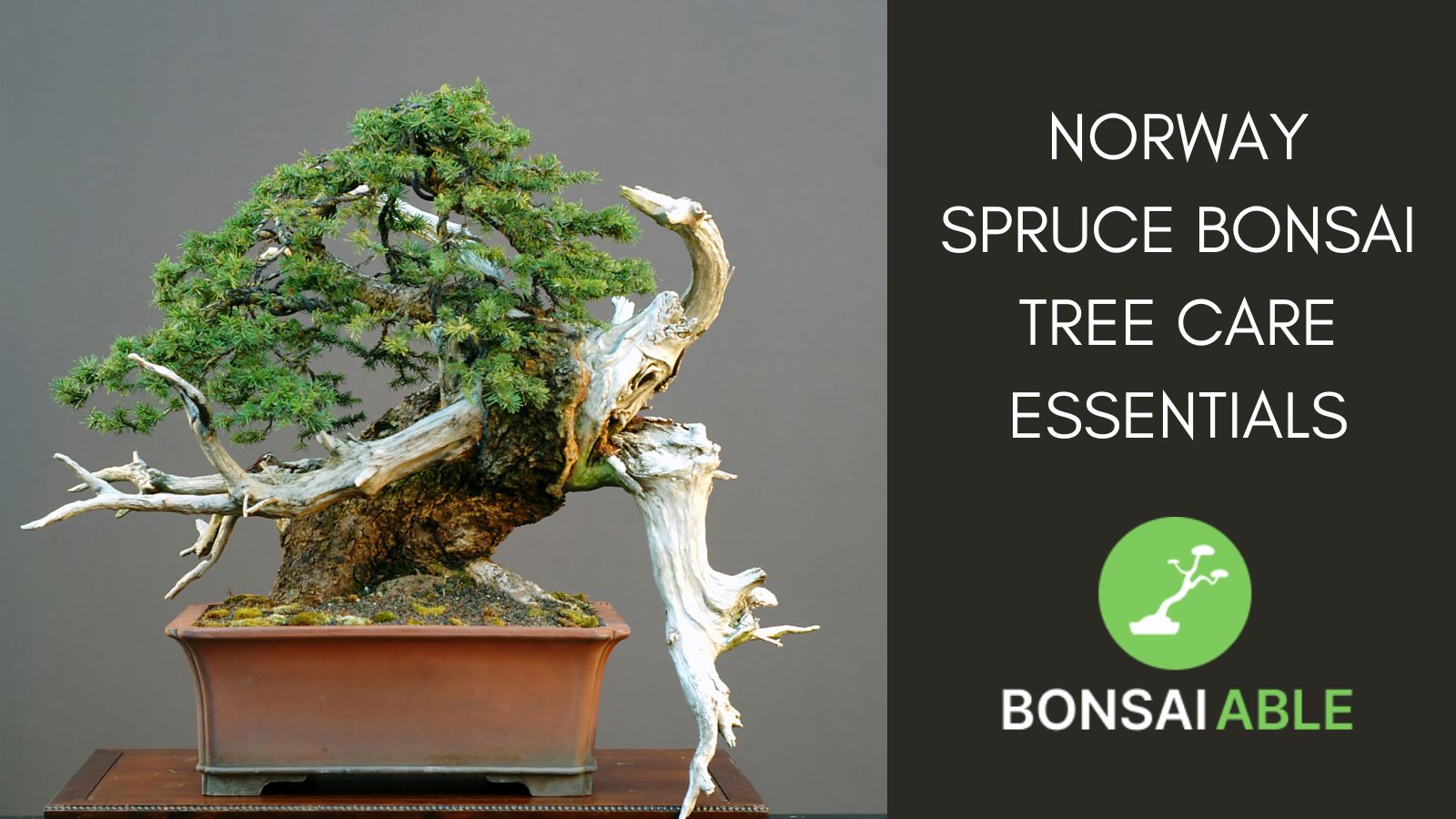 Norway Spruce Bonsai Tree Care Essentials
