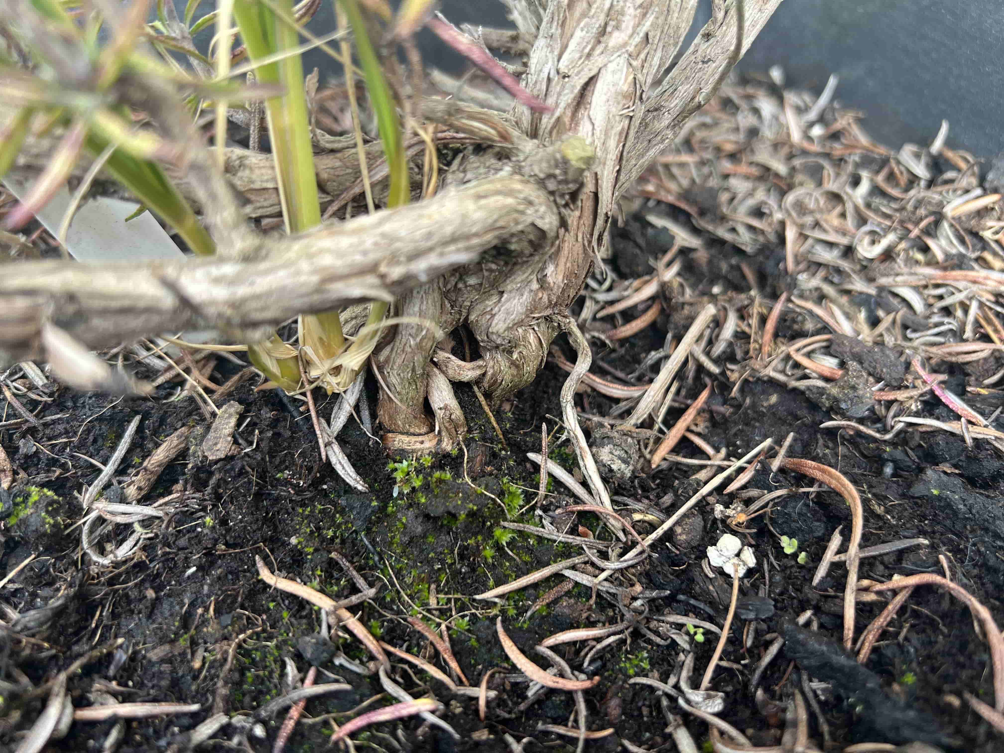 How To Properly Take Care Of A Bonsai Tree